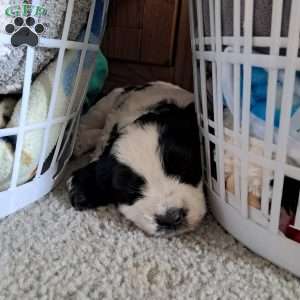 Angus, Golden Mountain Doodle Puppy